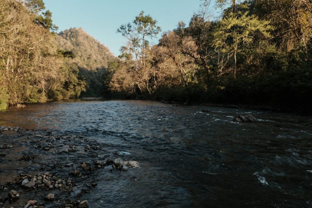 แม่น้ำเงา, วิจัยปลาพลวง 